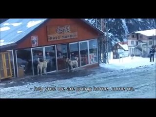 RİZELİ BEYAMCA'NIN KANGAL KÖPEKLERİYLE İMTİHANI