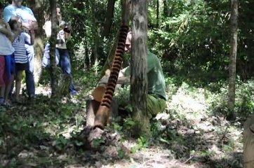 La Fête du Printemps 2014 - Musique en forêt