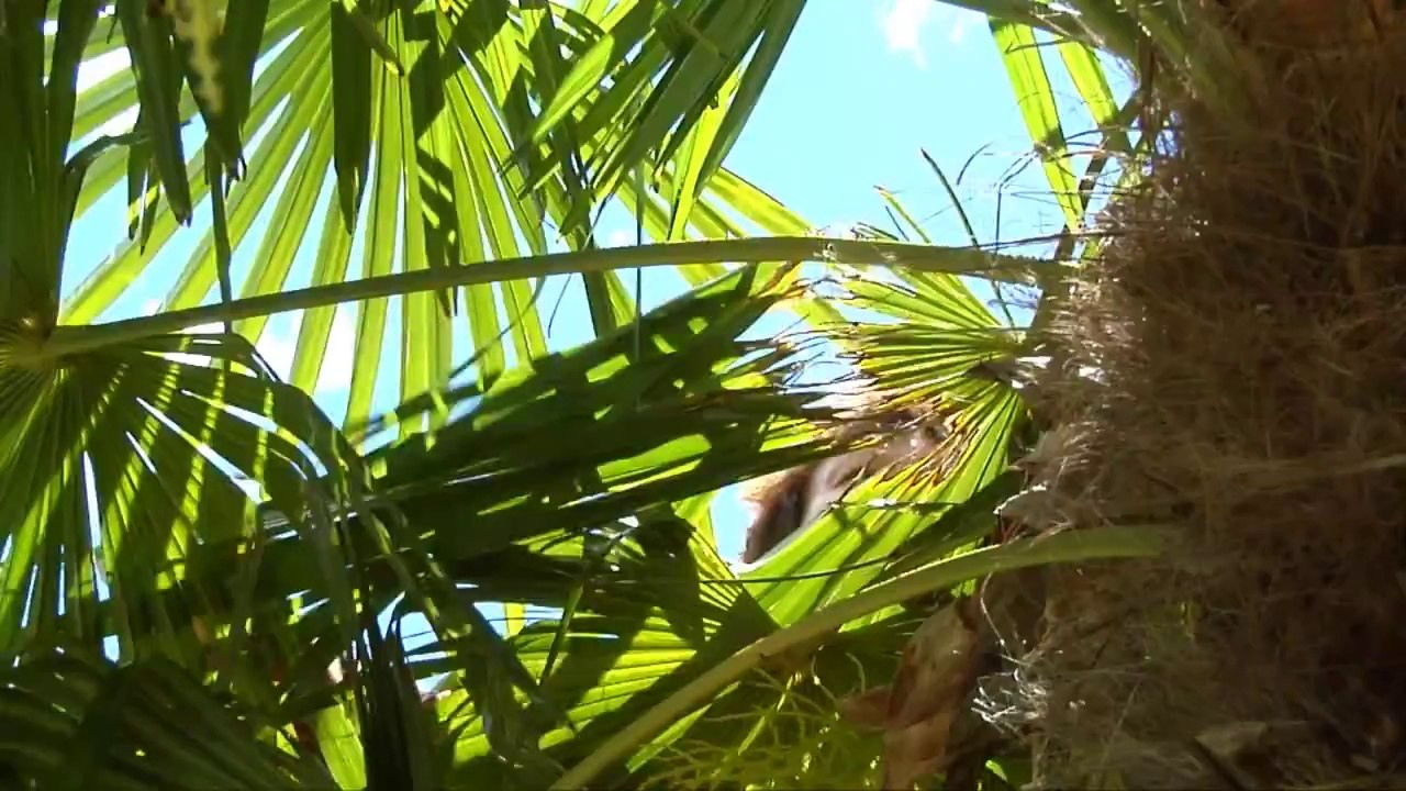 AGDE - 2014 - Lutter contre Paysandisia, le papillon ravageur du palmier