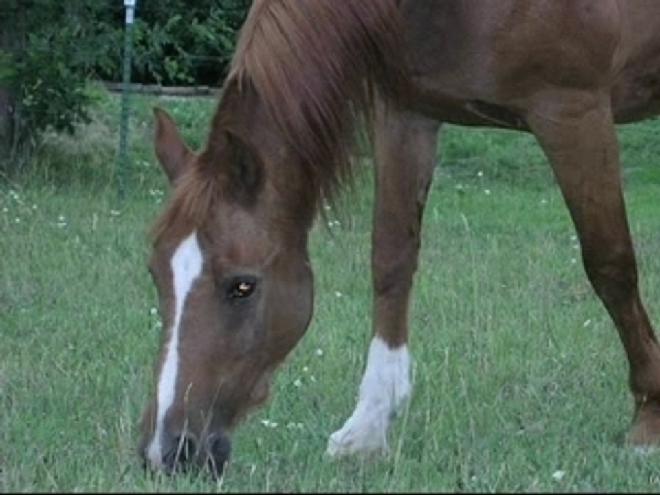 Petee