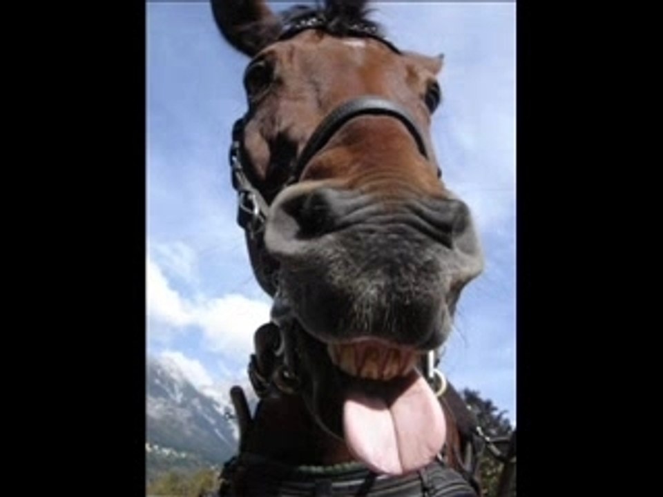 Grimace-Chevaux