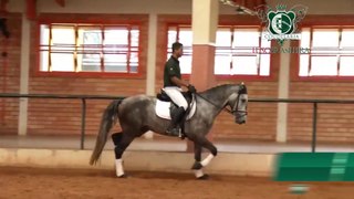 Cavalo Lusitano - EDOMOVIK DA PAIXAO - Coudelaria Lusobrasileira