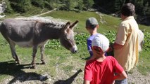 Besuch am Bauernhof im Familienurlaub in Österreich