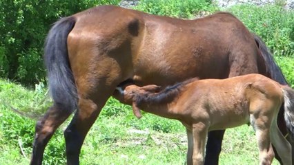 ANNE ATLA YAVRUSU VİZE