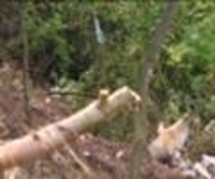 Bosna Hersek'te "mayın" tehlikesi