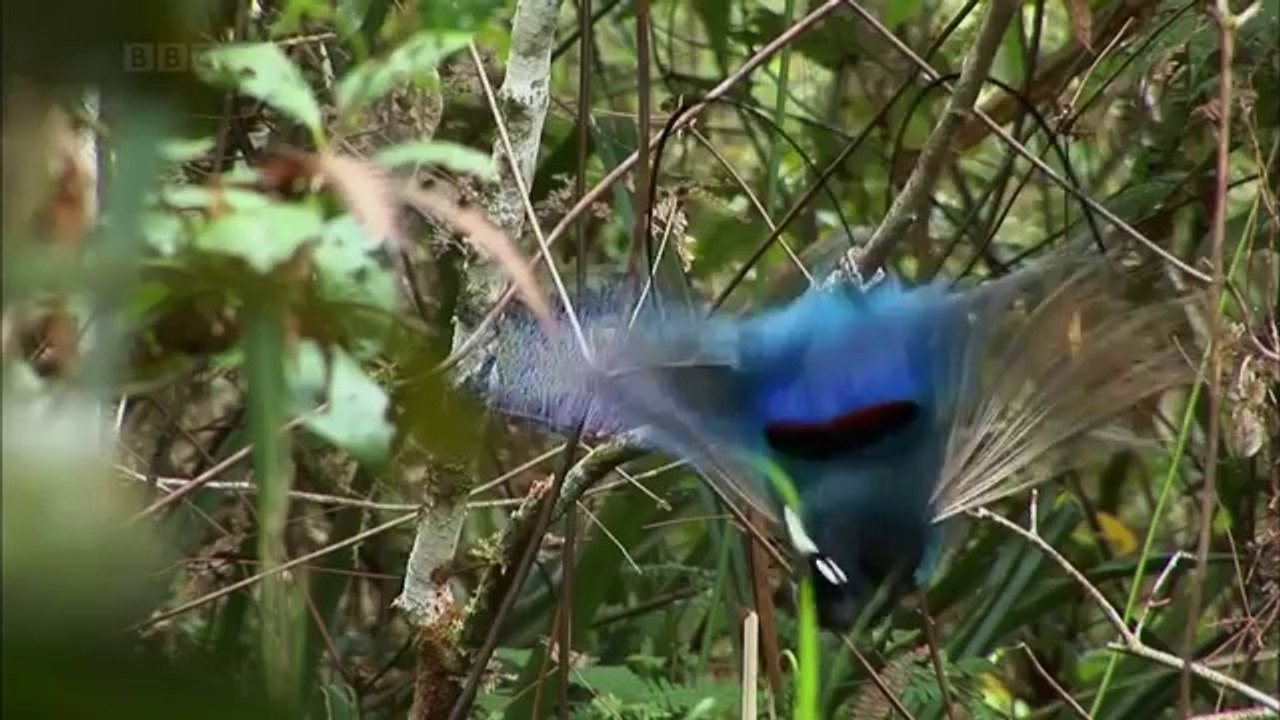 Blue bird upside down twerking