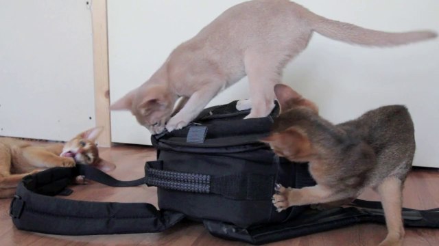 Chatons Abyssins du Vianey