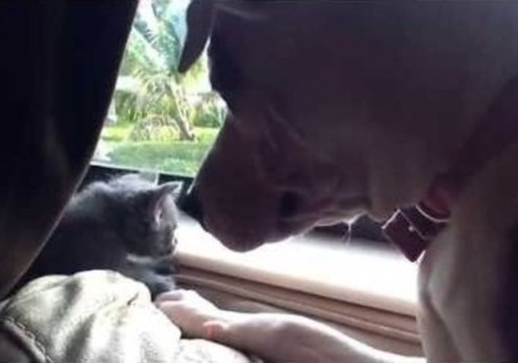 Family Dog Makes Friends With New Kitten