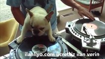 DJ Köpekçik