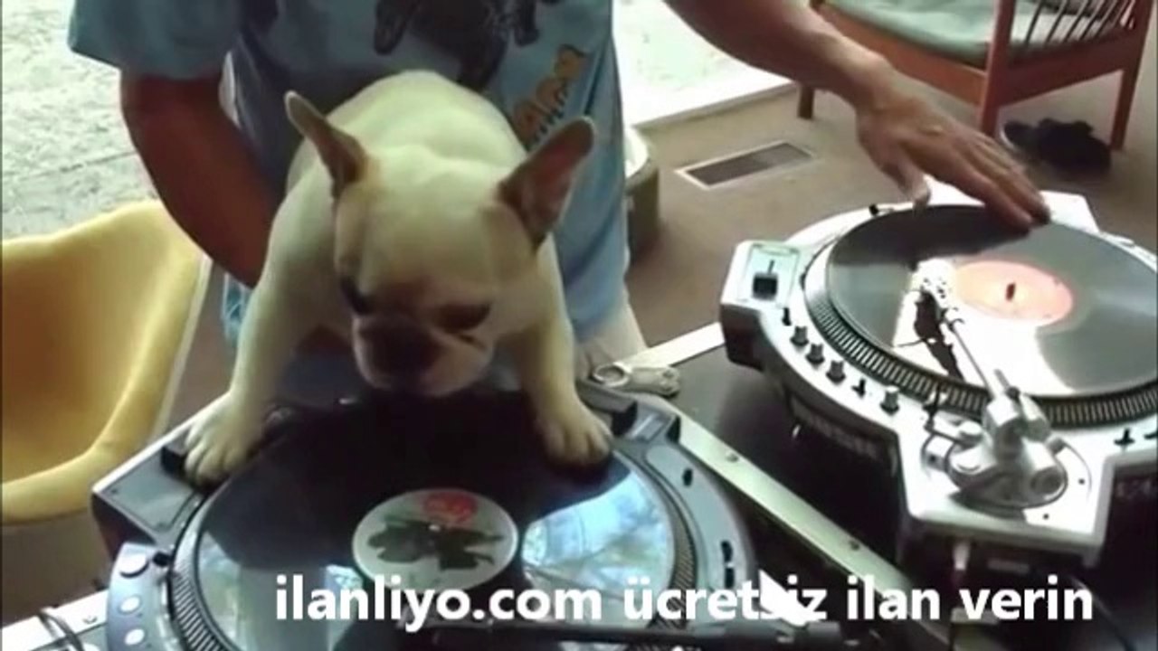 DJ Köpekçik