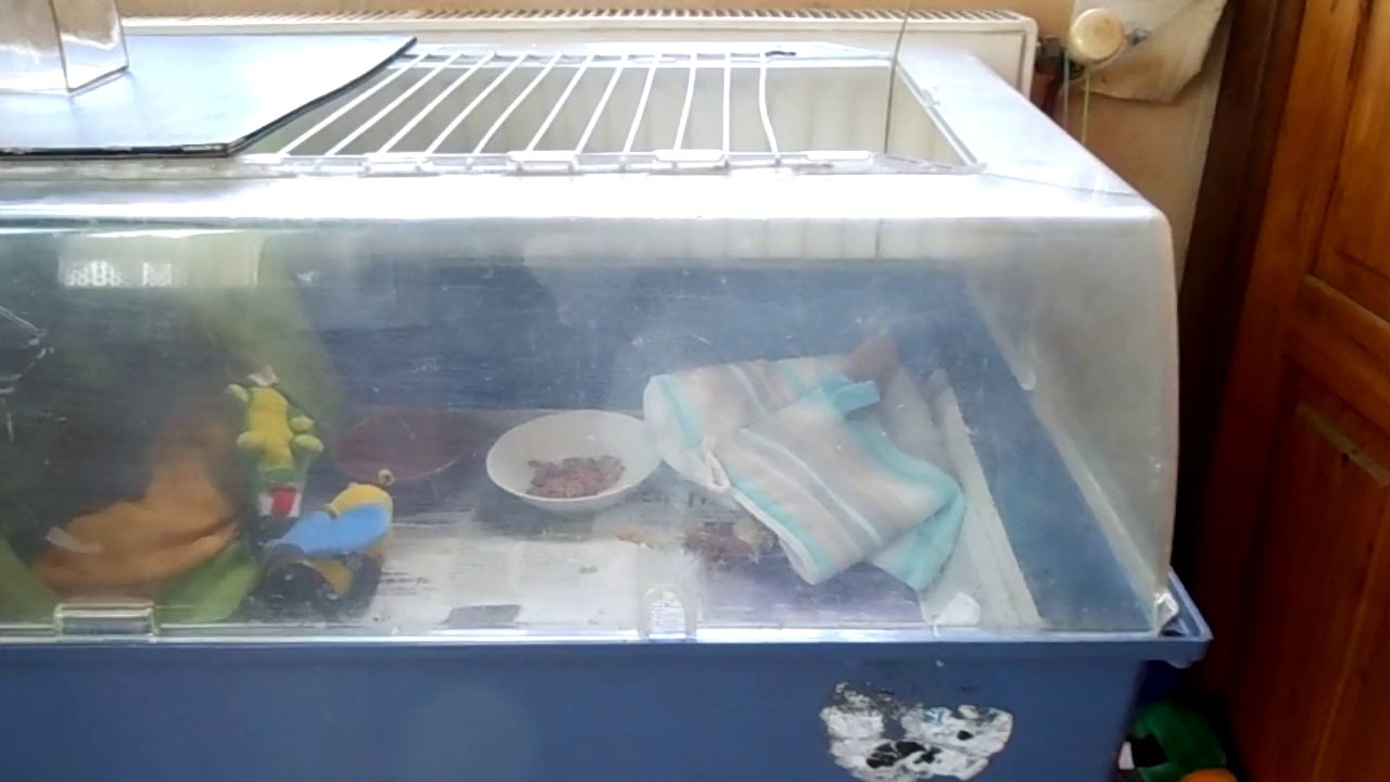 Teepi la belette !