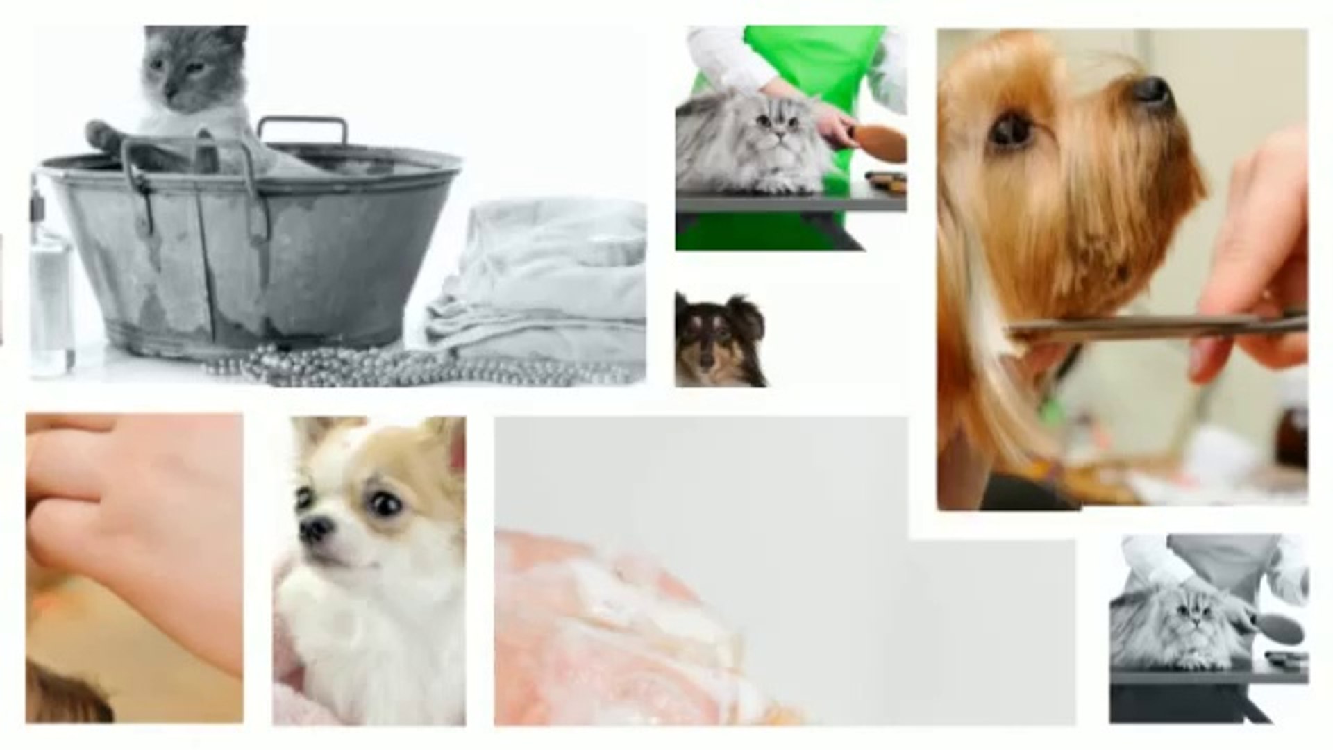⁣Paradise Pet Grooming Parlor (626) 225-2224