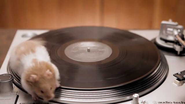 Des rongeurs trop mignons sur une platine vinyle