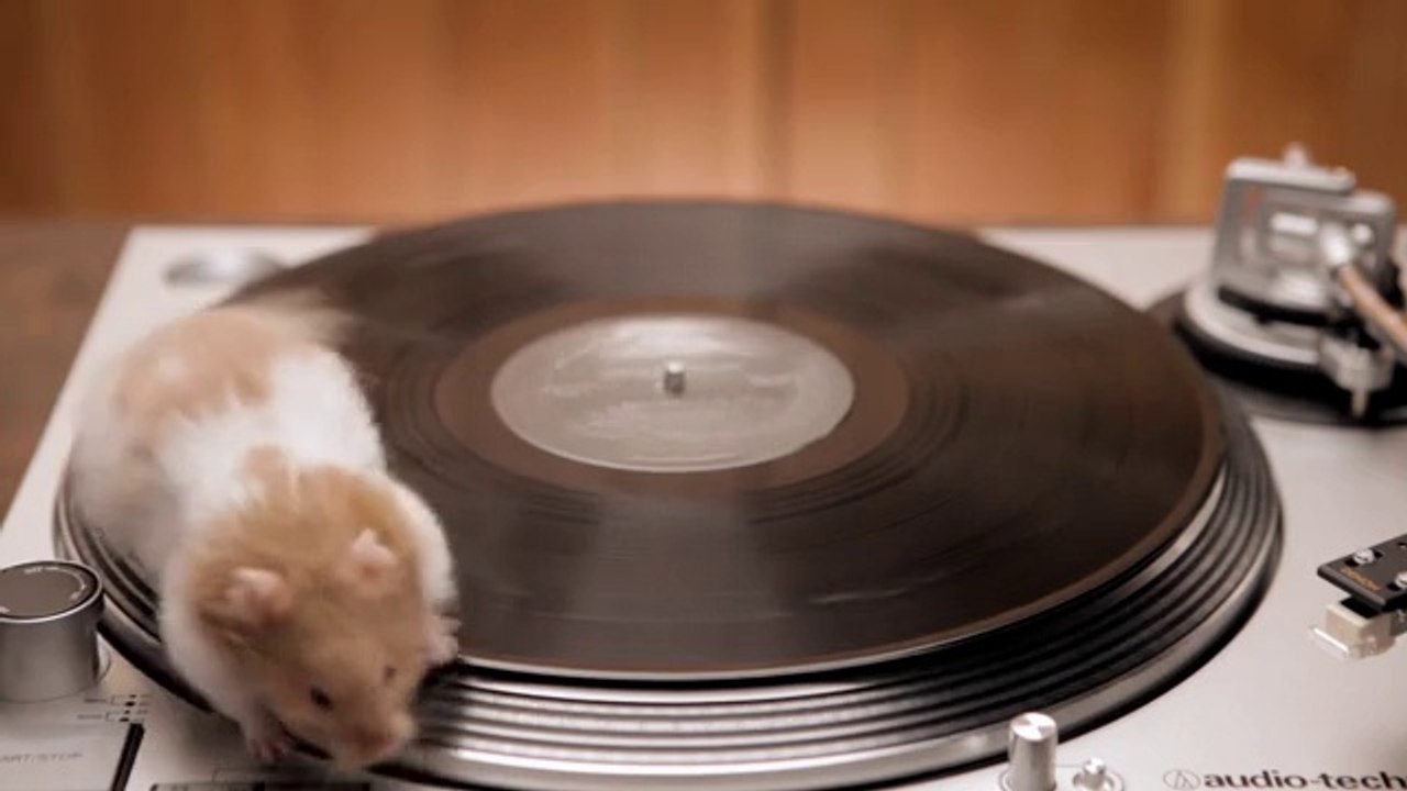 Des rongeurs trop mignons sur une platine vinyle