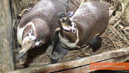 Gay Penguin Couple Hatches Adopted Egg at British Wildlife Park