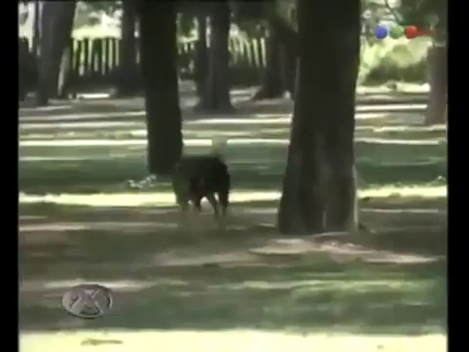 Un chien dompté pour lécher les fesses des femmes et des hommes - Caméra cachée