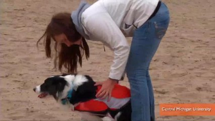 Researchers Find Dogs Chase Away Beach Pollution