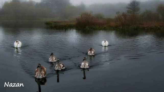 Melihat Gülses - Çalın davulları çaydan aşaya