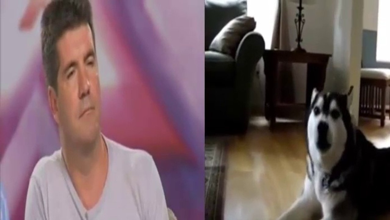 Dog audition x factor