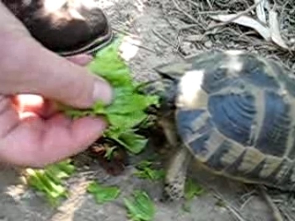 repas-tortue