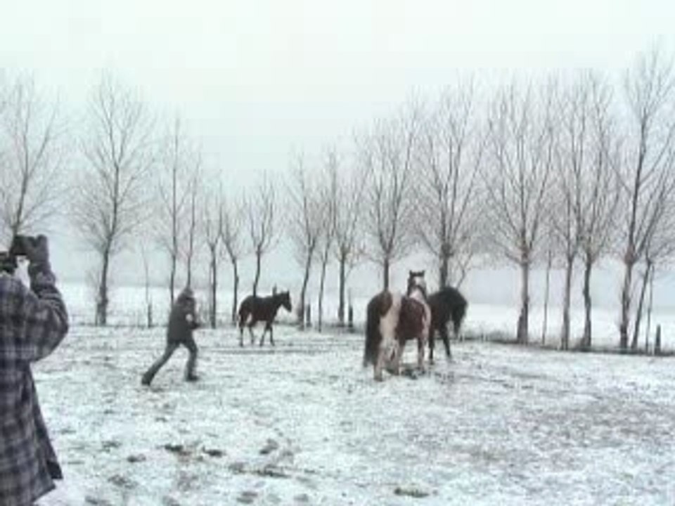 Les dadous en tempête tempête