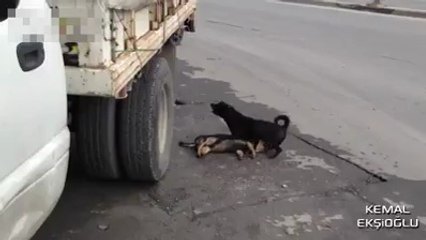 Ölen Arkadaşını Hayata Döndürmeye Çalışan Köpek