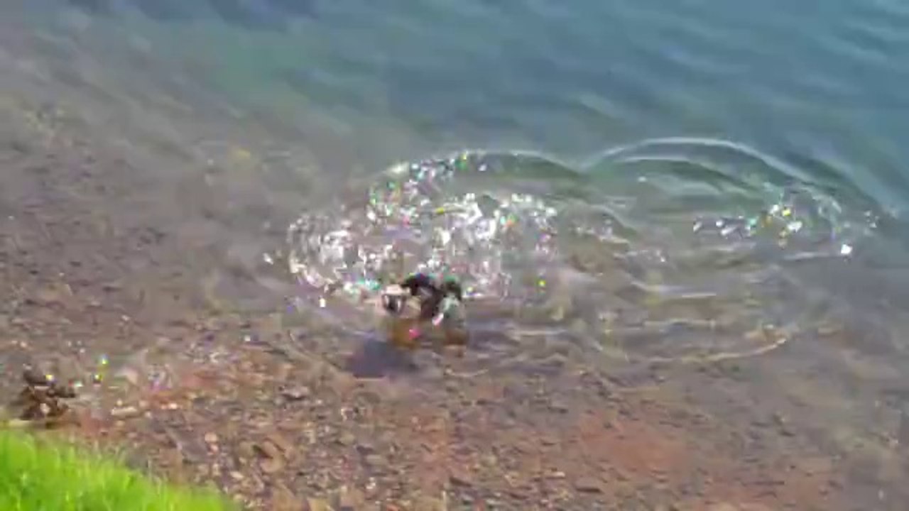 Ördek Yavrusunu Yiyen Balık