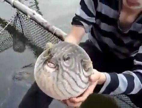 Tehlike Görünce Şişen Balon Balığı vs. Kirpi Balığı