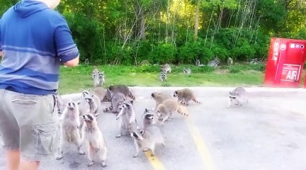 Des ratons laveurs adorent les Doritos