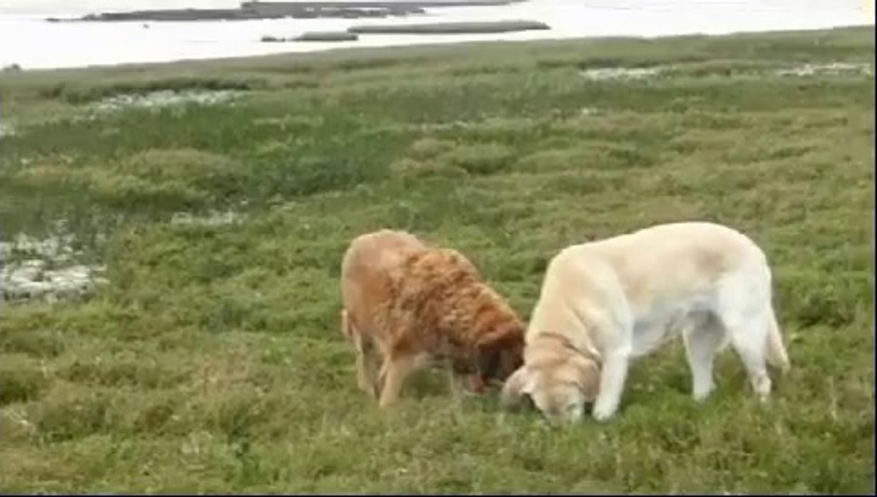 Petite balade tranquille