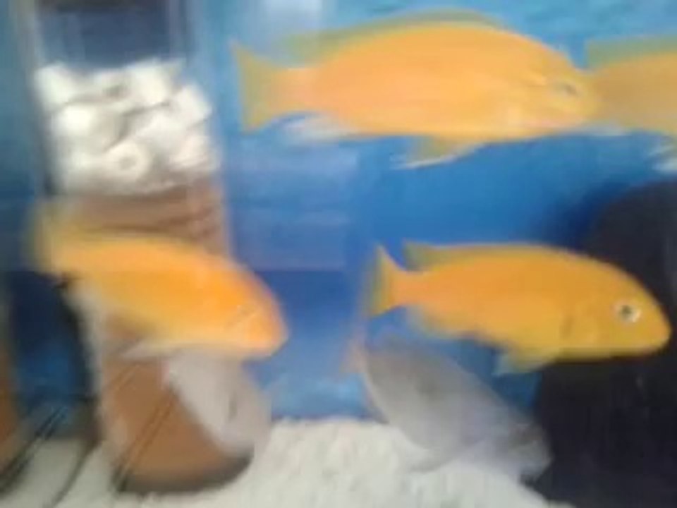 sarı prenses ciklet tank