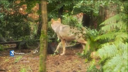 Documentaire "En quête de loup" : bande-annonce