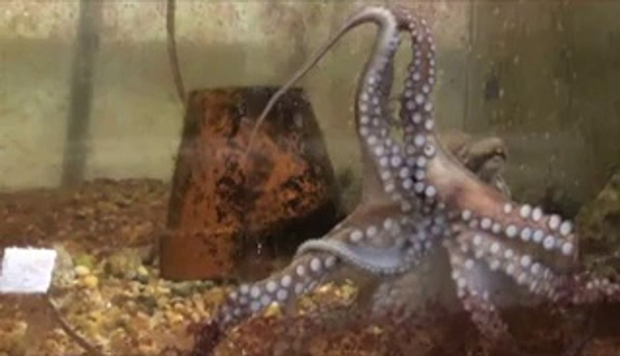 Vidéo d'une pieuvre confrontée à son bras amputé