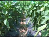 CAID ELI ISHAN - NEWS REPORT ON HIGH EFFICIENCY SOLAR IRRIGATION