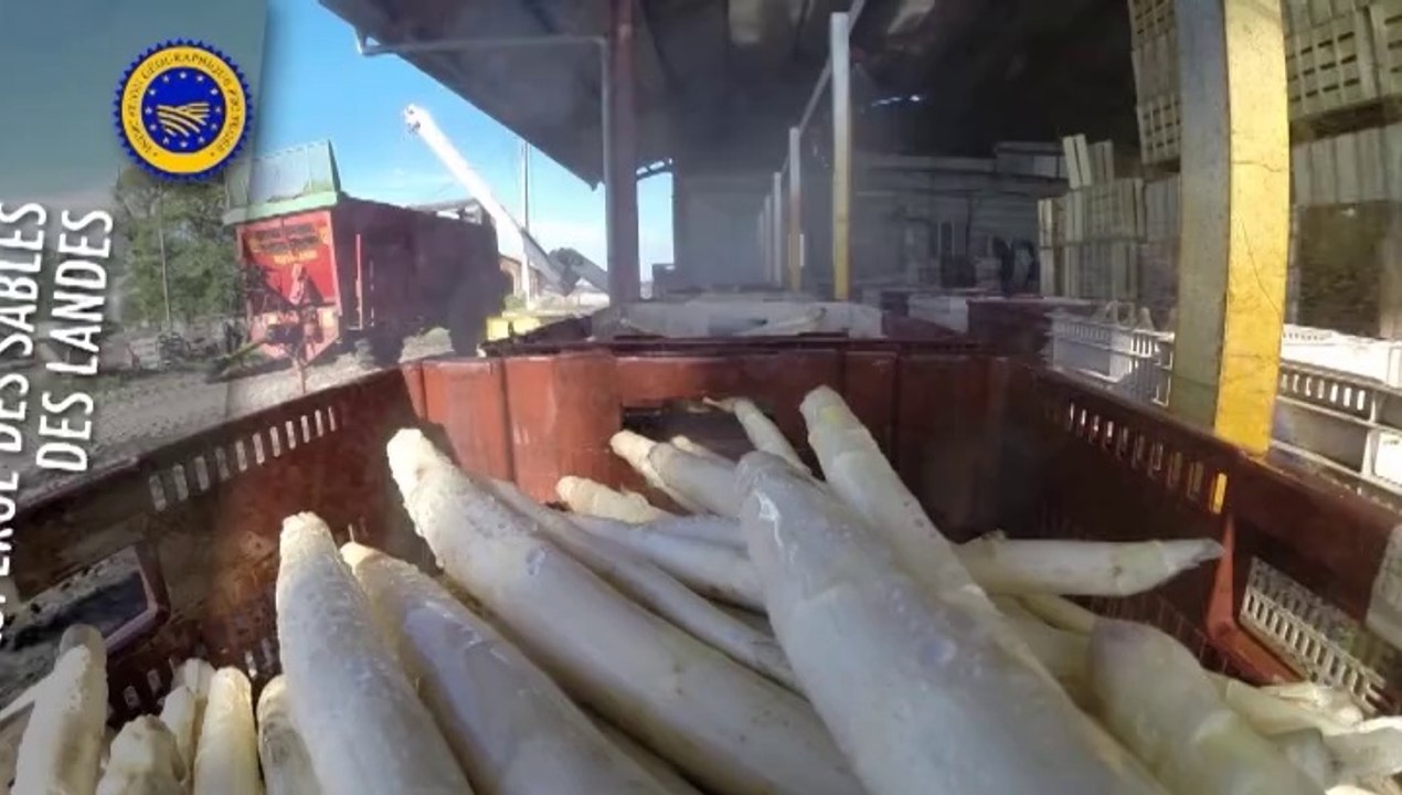 Asperge des Sables des Landes