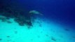 Rare Underwater Encounter With Spotted Eagle Ray