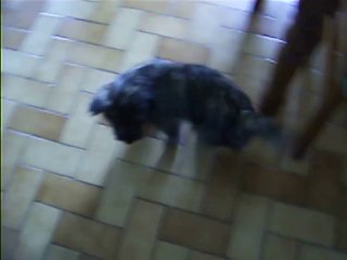 Jaudy joue dans la maison