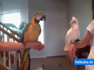 müziği duyunca dans etmeye başlayan papağanlar