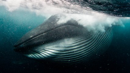 Diver Is Nearly Swallowed By Whale