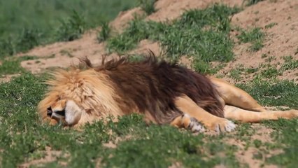 kabus gören aslan sayıklıyor