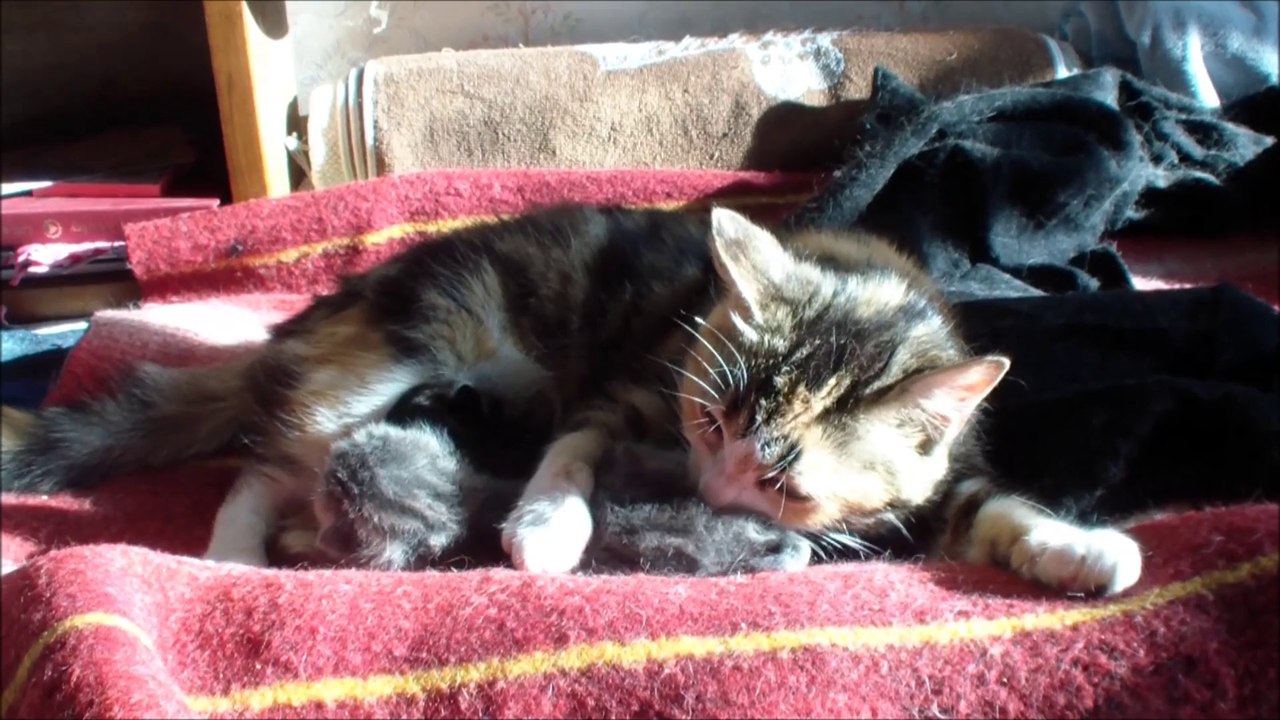 2014 05 20 Marquise et ses chatons