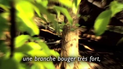 MA VIE SAUVAGE - La véritable histoire d'une enfant élevée par les singes