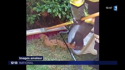 Une famille de la Drôme découvre un boa constrictor dans son jardin