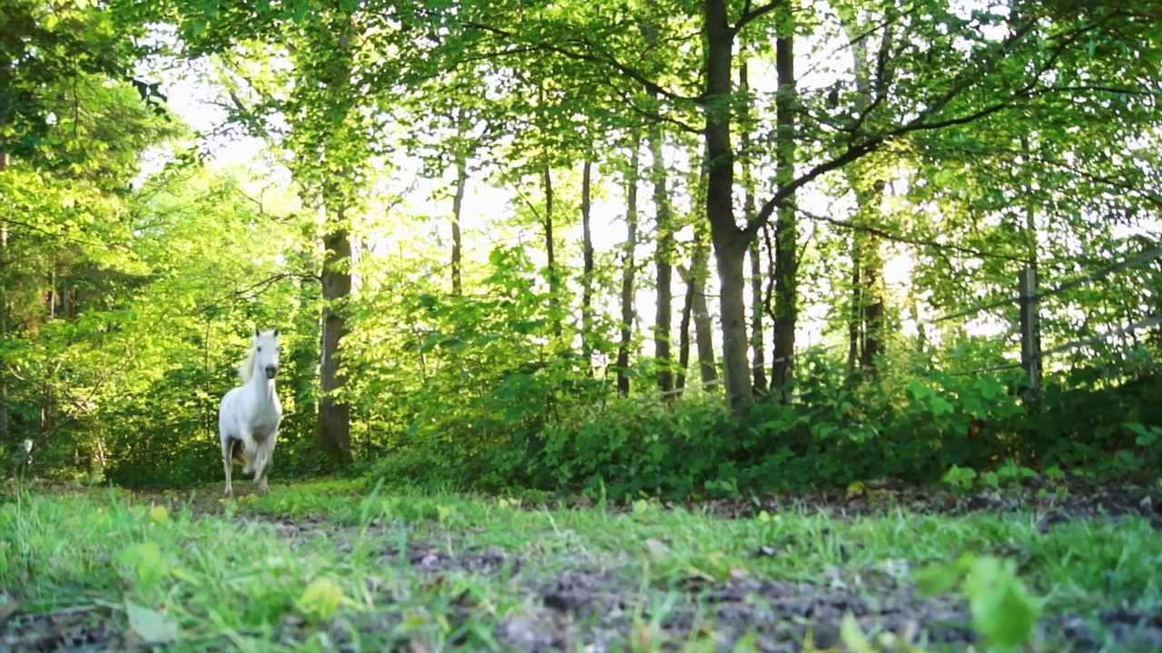 Ferme Equestre de Bois-Guilbert