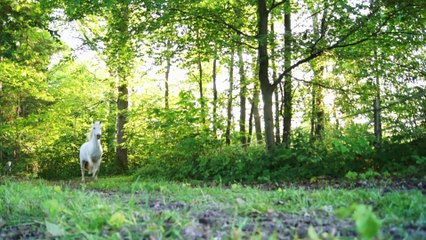 Ferme Equestre de Bois-Guilbert