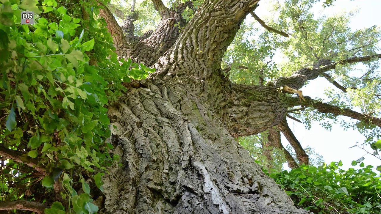 Schwarz-Pappel Thebnerstrasse - sag zum Abschied leise Servus (HD)