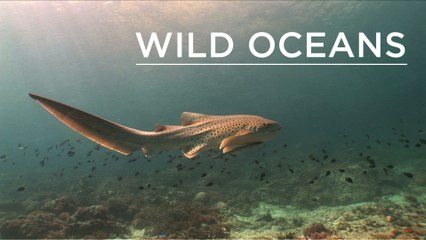 Up close with zebra sharks and a huge octopus