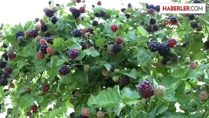 Silifke'de Böğürtlen Hasadı Başladı