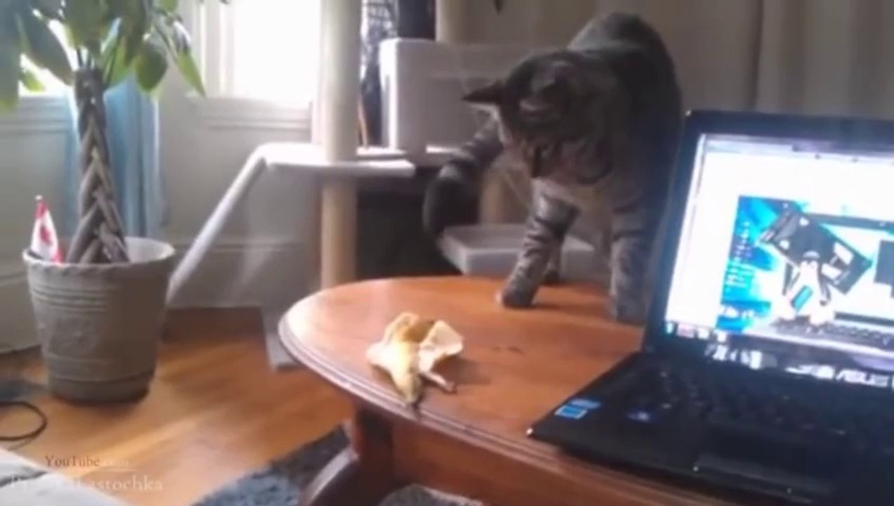 Funny Scared Cats Compilation 2013