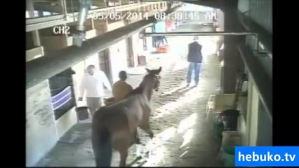 şaka yapan ata bakıcısının cevabı çok komik:)